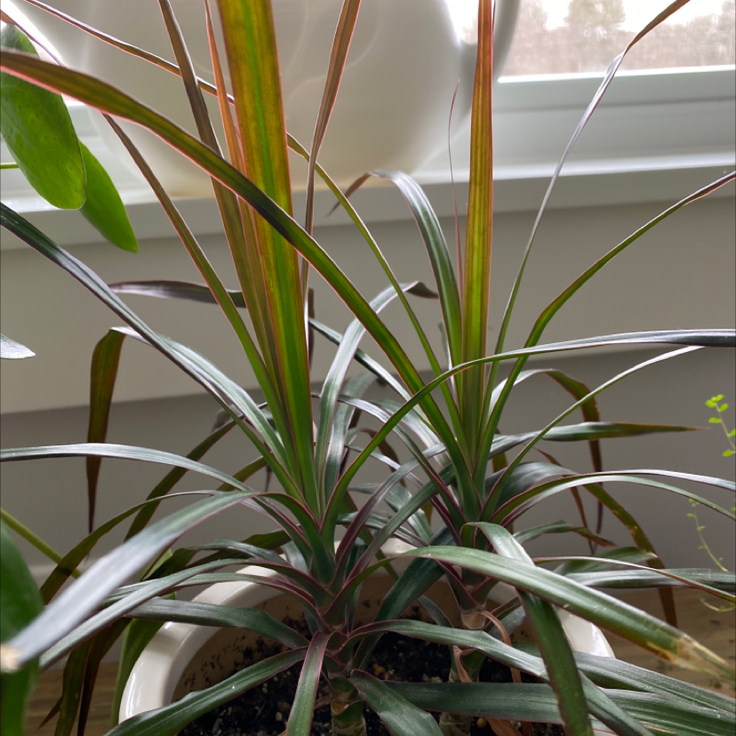 Dragon Tree plant photo by @lilyyandow named Denali on Greg, the plant care app.