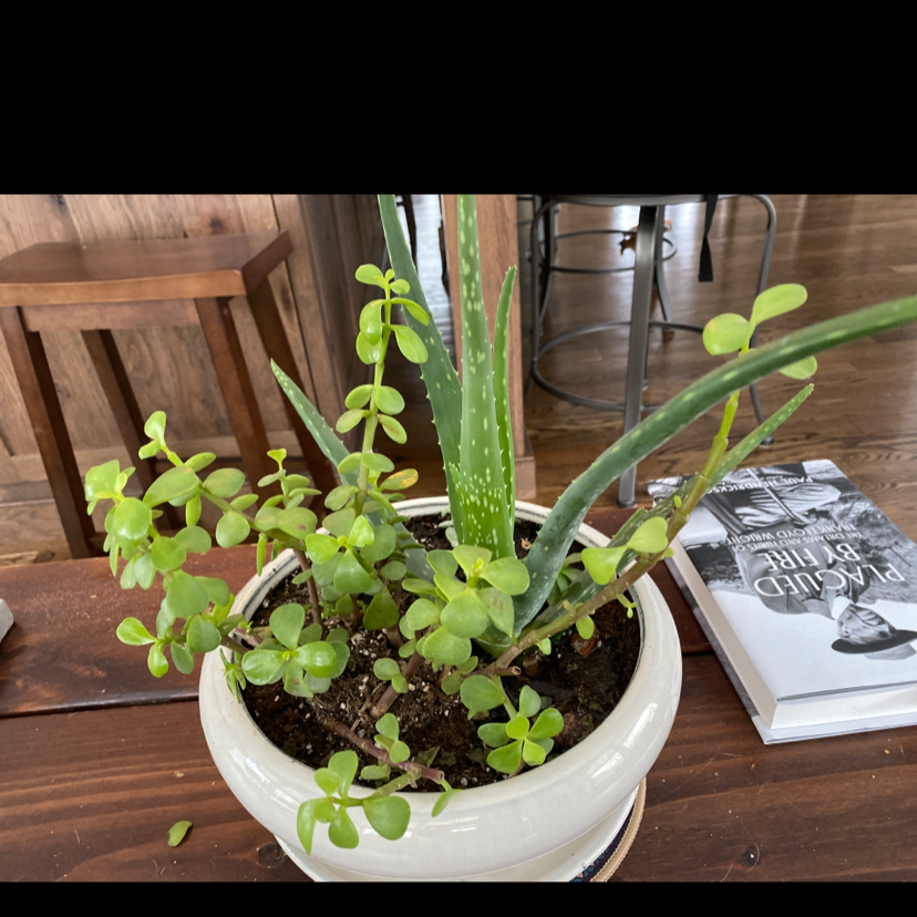 Porkbush plant photo by @lilyyandow named Remington on Greg, the plant care app.