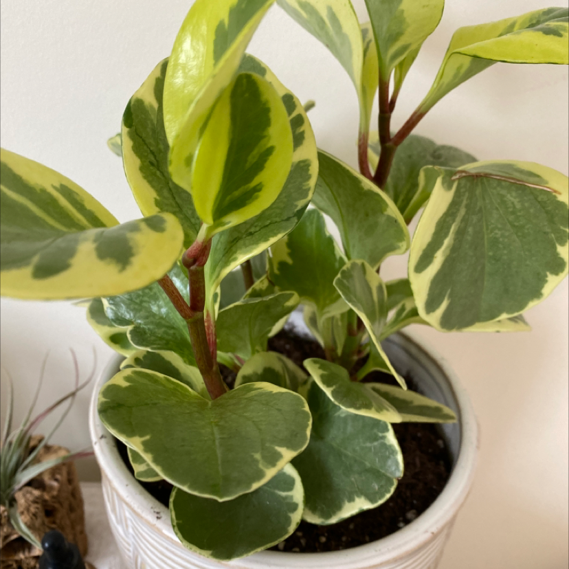 Baby Rubber Plant plant photo by @lilyyandow named Kesha on Greg, the plant care app.