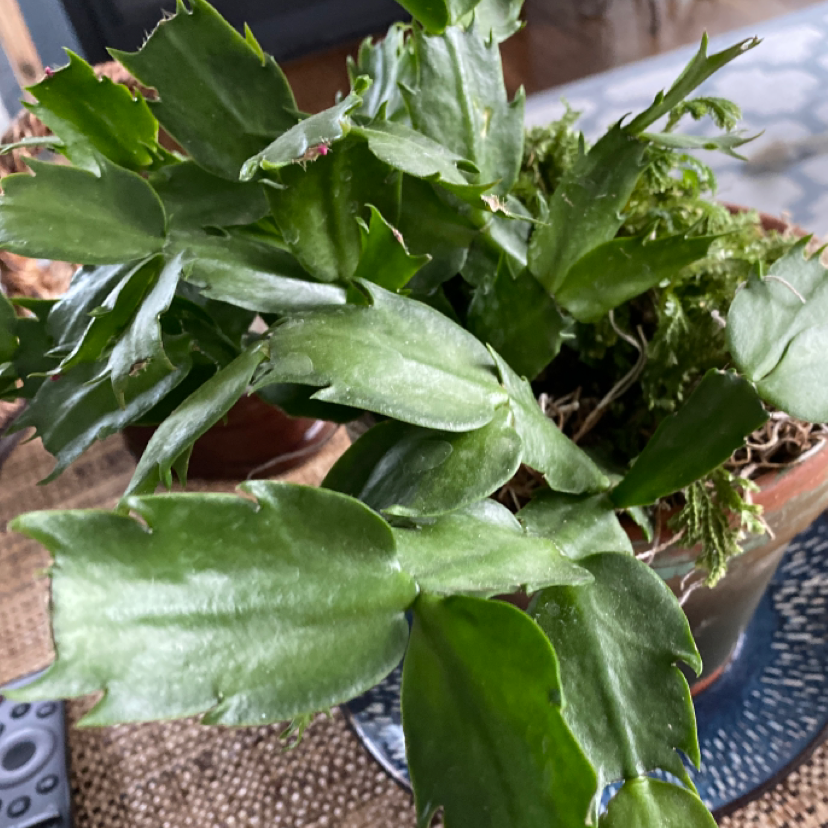 Schlumbergera Truncata plant photo by @lilyyandow named Sol on Greg, the plant care app.