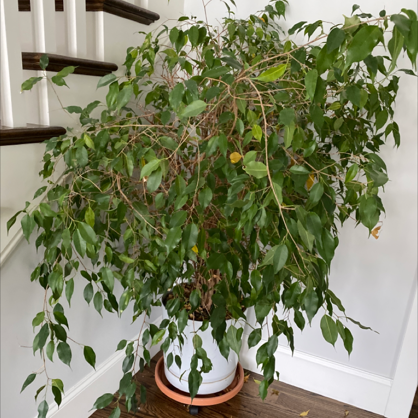 Lush, healthy weeping fig plant with glossy green leaves in a clay pot, showing slight yellowing on some foliage.