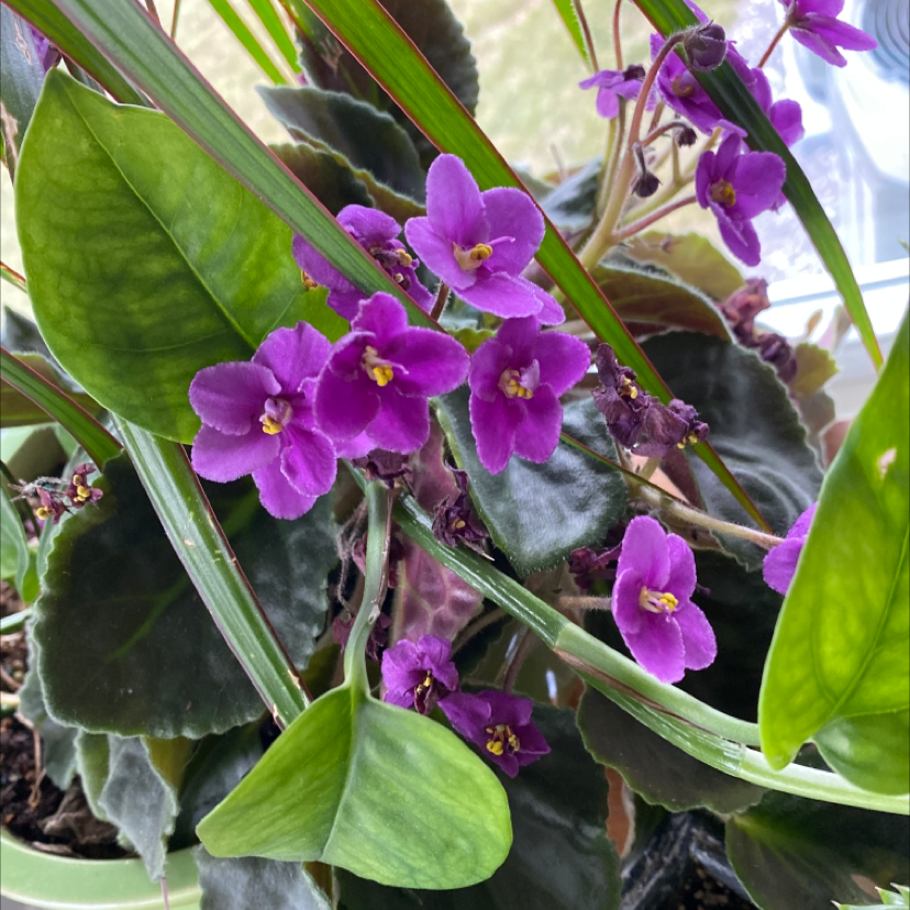 African Violet plant photo by @lilyyandow named da Vinci on Greg, the plant care app.