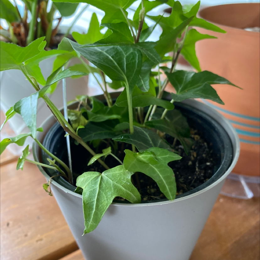 English Ivy plant photo by @lilyyandow named ChloroPhil on Greg, the plant care app.