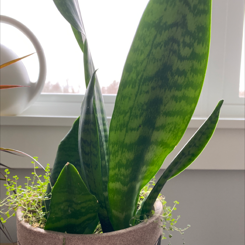 Snake Plant plant photo by @lilyyandow named snake on Greg, the plant care app.