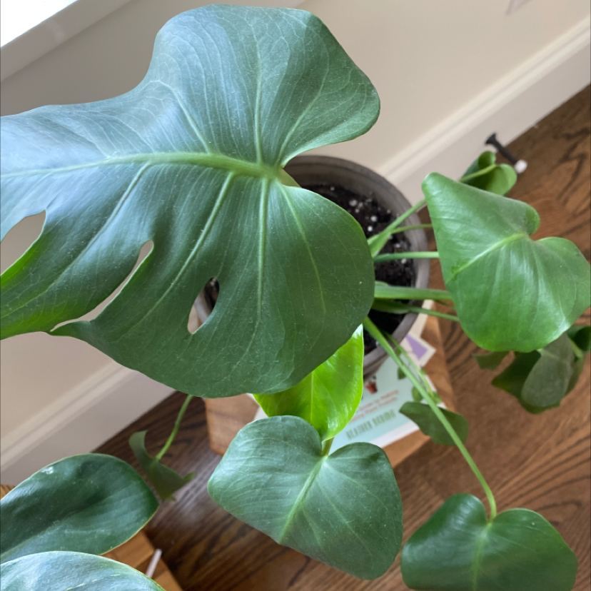 Monstera plant photo by @lilyyandow named Dax on Greg, the plant care app.