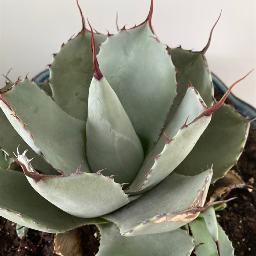Parry's Agave plant photo by @lilyyandow named Tolkien on Greg, the plant care app.