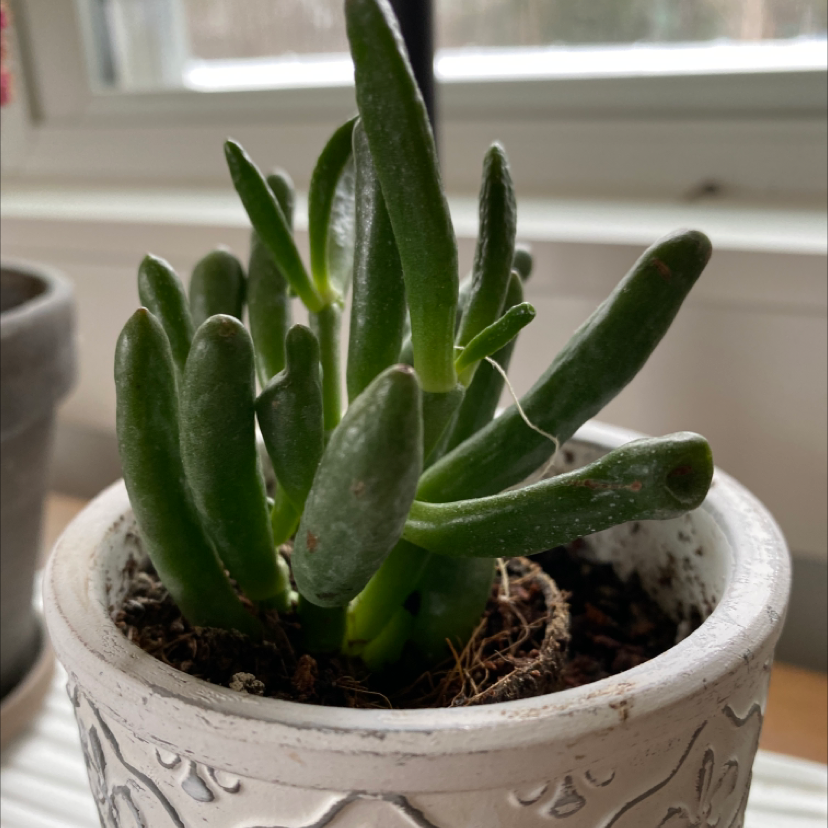 Pincushion Peperomia plant photo by @lilyyandow named LiloStitch on Greg, the plant care app.