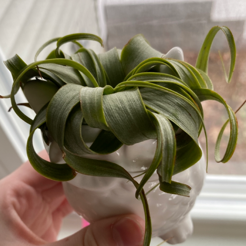 Photo of the plant species Shirley Temple Air Plant by @lilyyandow named Pax on Greg, the plant care app