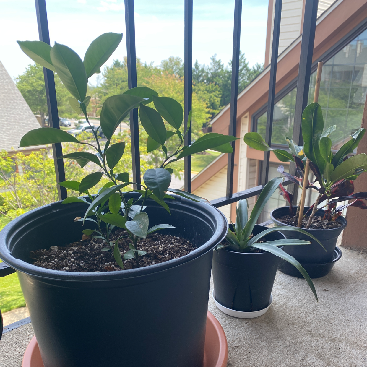 Potted Orange Tree on a balcony with other plants in the background.