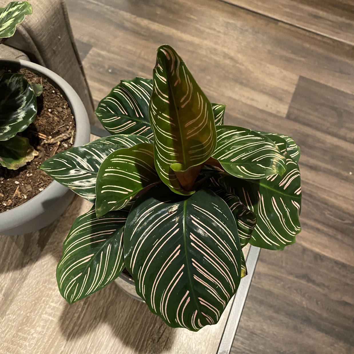 Pinstripe Calathea plant photo by Dylan named Ornata on Greg, the plant care app.