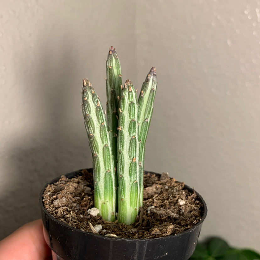 Zulu Giant plant in a small pot with visible soil, well-framed and in focus.