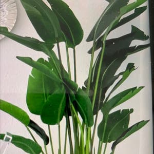 Blushing Philodendron plant photo by Oseosehfataraayesu oseyefou named Your plant on Greg, the plant care app.