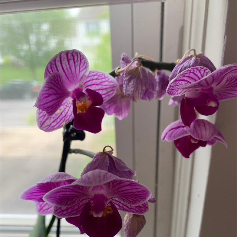 Photo of the plant species Doritis pulcherrima by Loralei named orchid on Greg, the plant care app