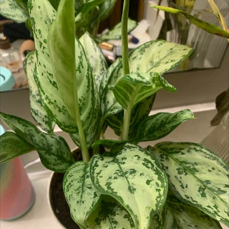 Photo of the plant species Chinese Evergreen Romeo by Loralei named Fernie Saunders on Greg, the plant care app