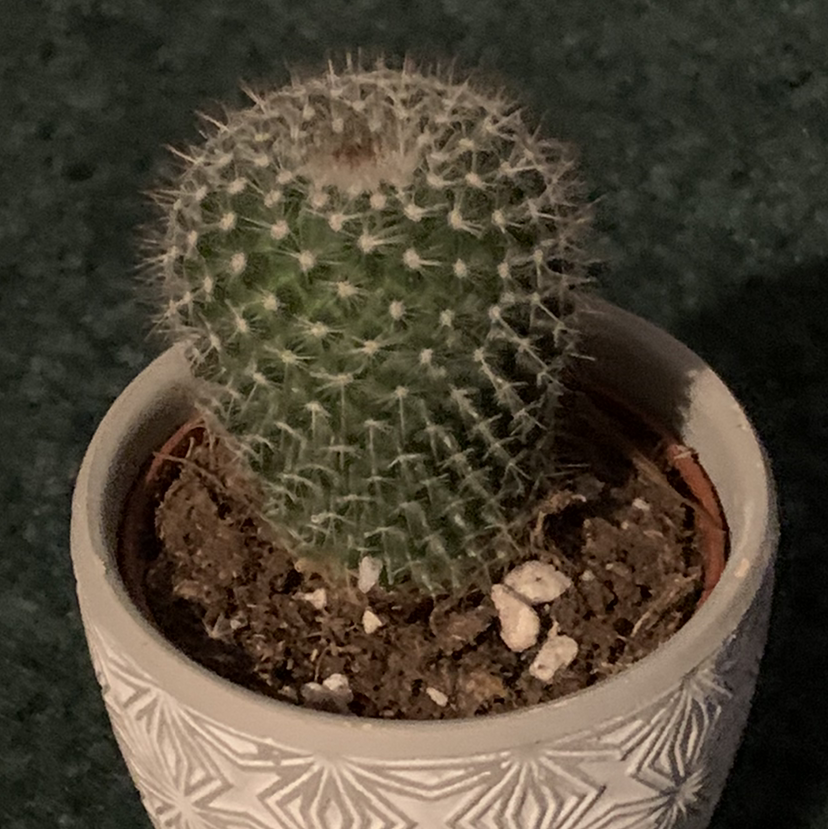 Photo of the plant species Owl's Eye Cactus by Nancy named Willie on Greg, the plant care app