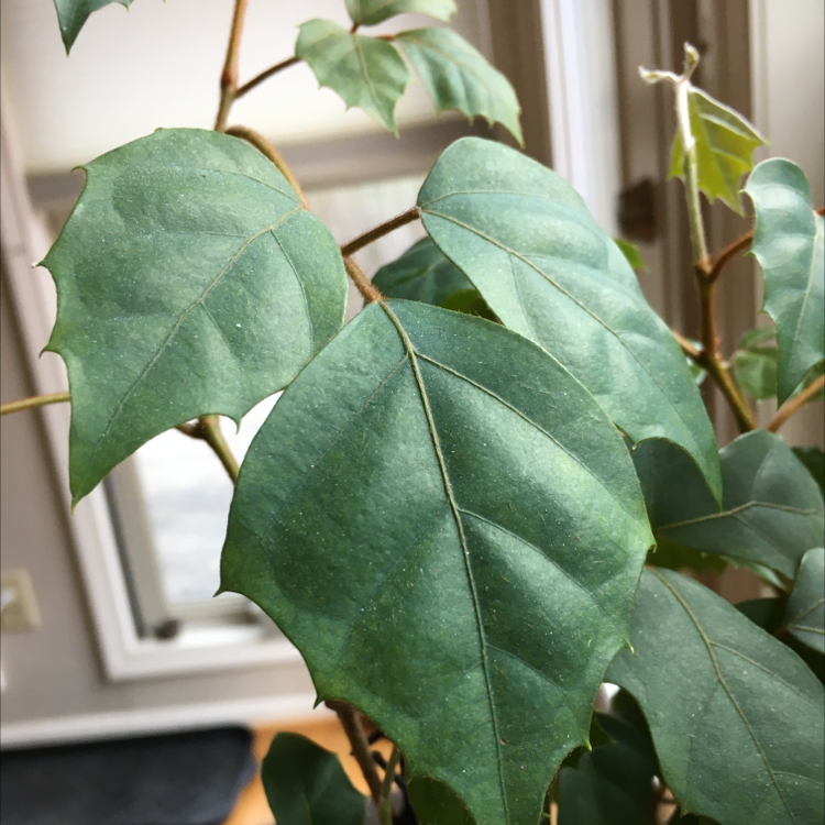 Close-up of healthy grape ivy leaves with mottled light and dark green variegation, angled towards a window.