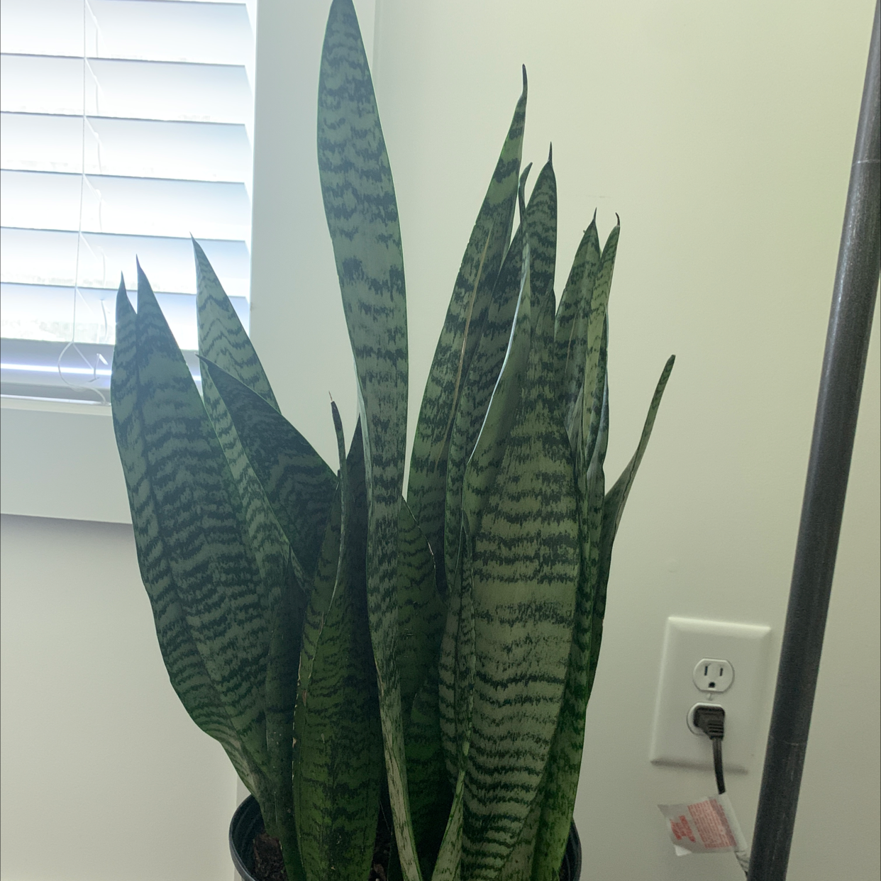 Snake Plant plant photo by Jordans named Snake eyes on Greg, the plant care app.