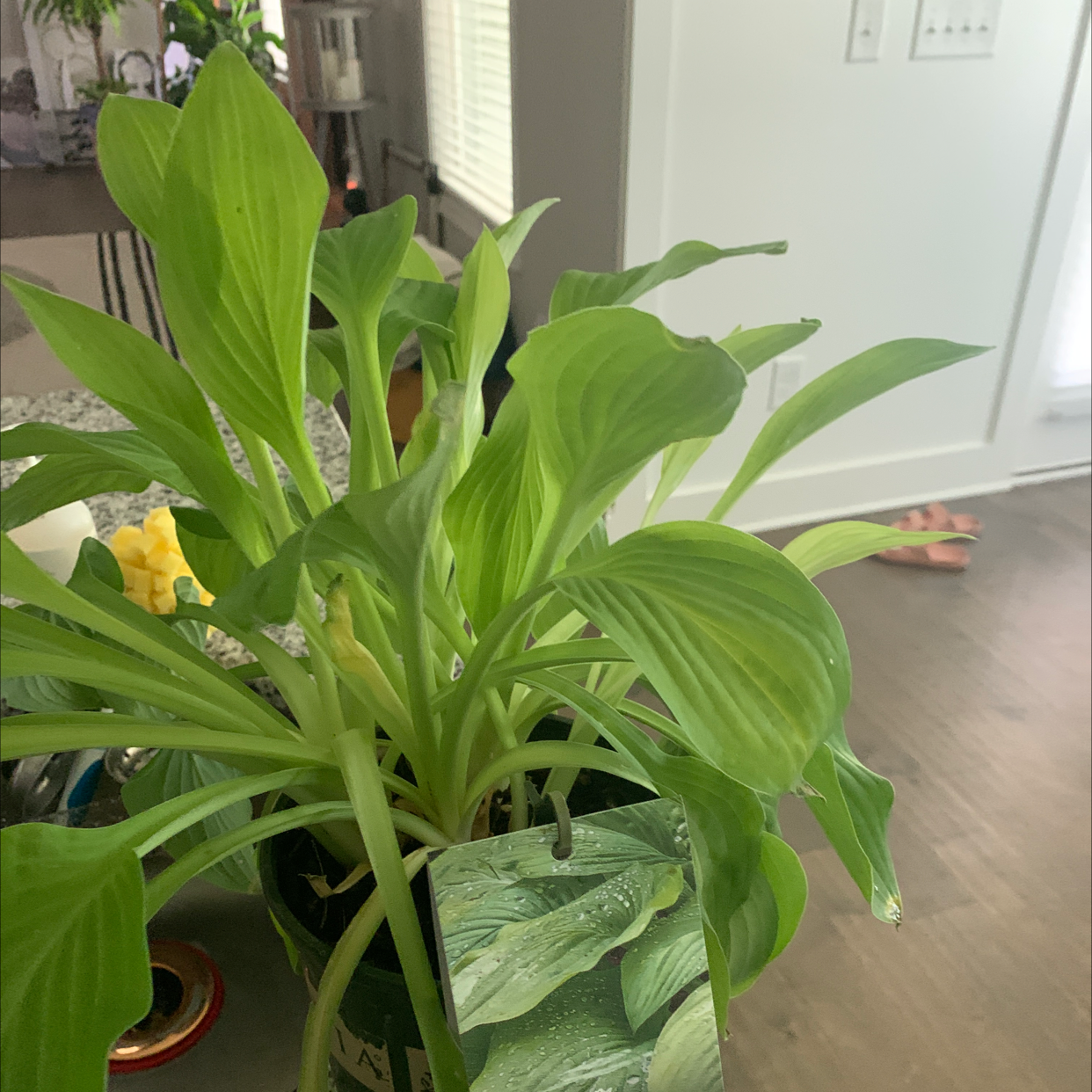 Siebold's Plantain Lily plant photo by Jordans named Sara smile on Greg, the plant care app.