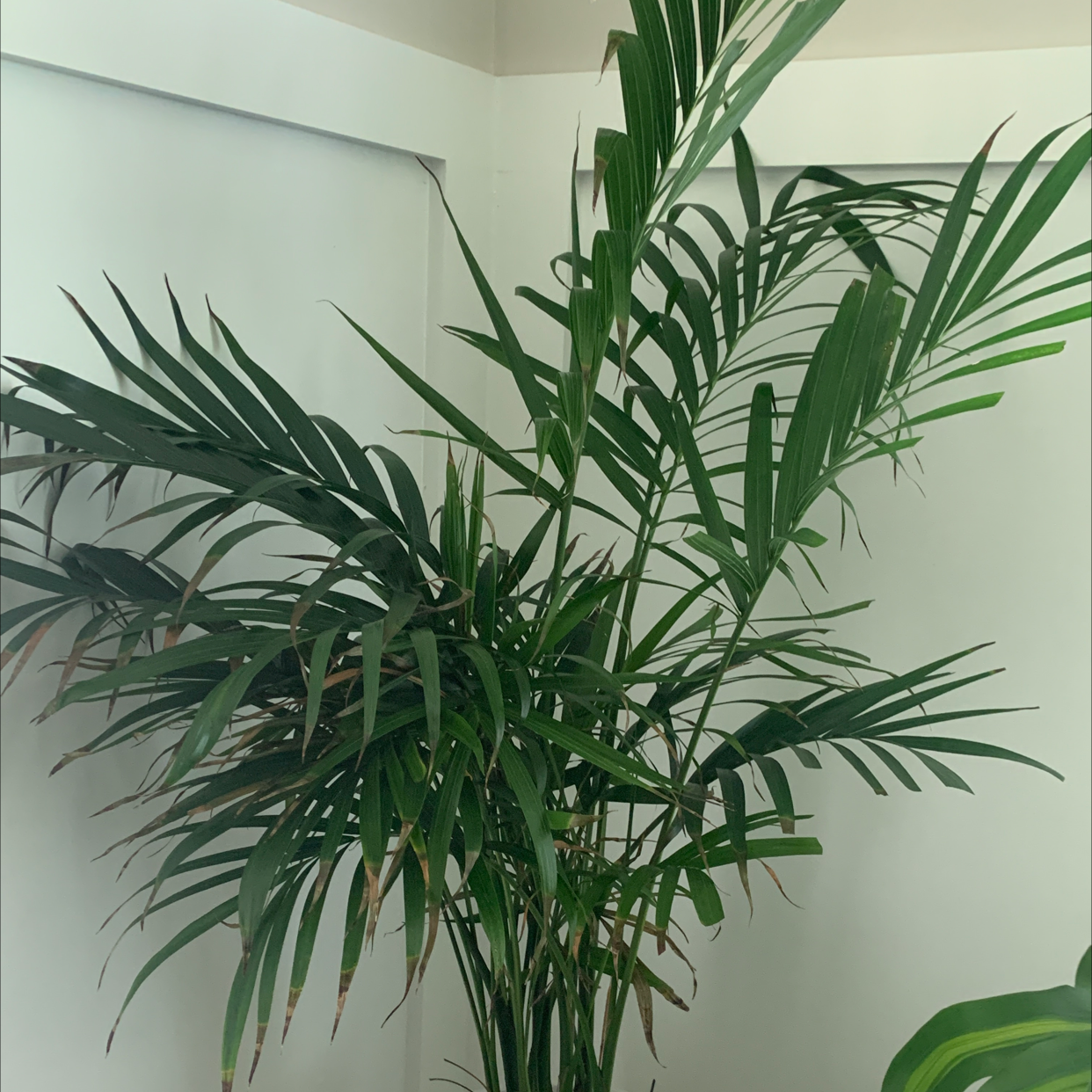 Parlour Palm plant photo by Jordans named Majesty on Greg, the plant care app.