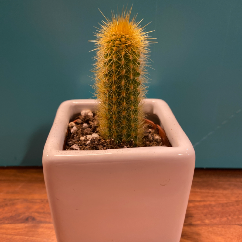 Healthy lace hedgehog cactus with dense yellow spines growing in a small pink pot, well-framed against a teal background.