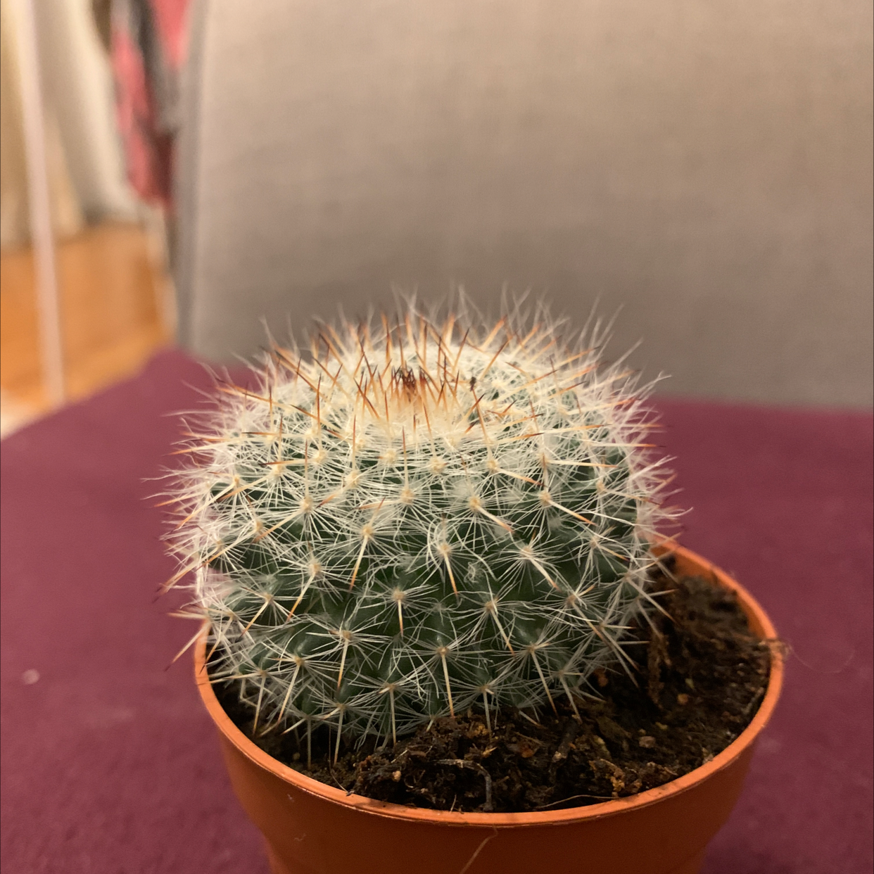 Twin Spined Cactus in a small pot with visible soil, well-framed and in focus.