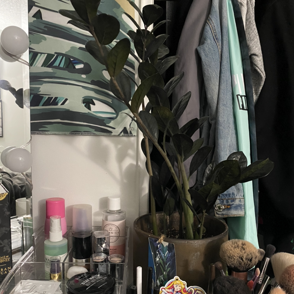 Raven ZZ Plant on a cluttered surface with personal items around it.