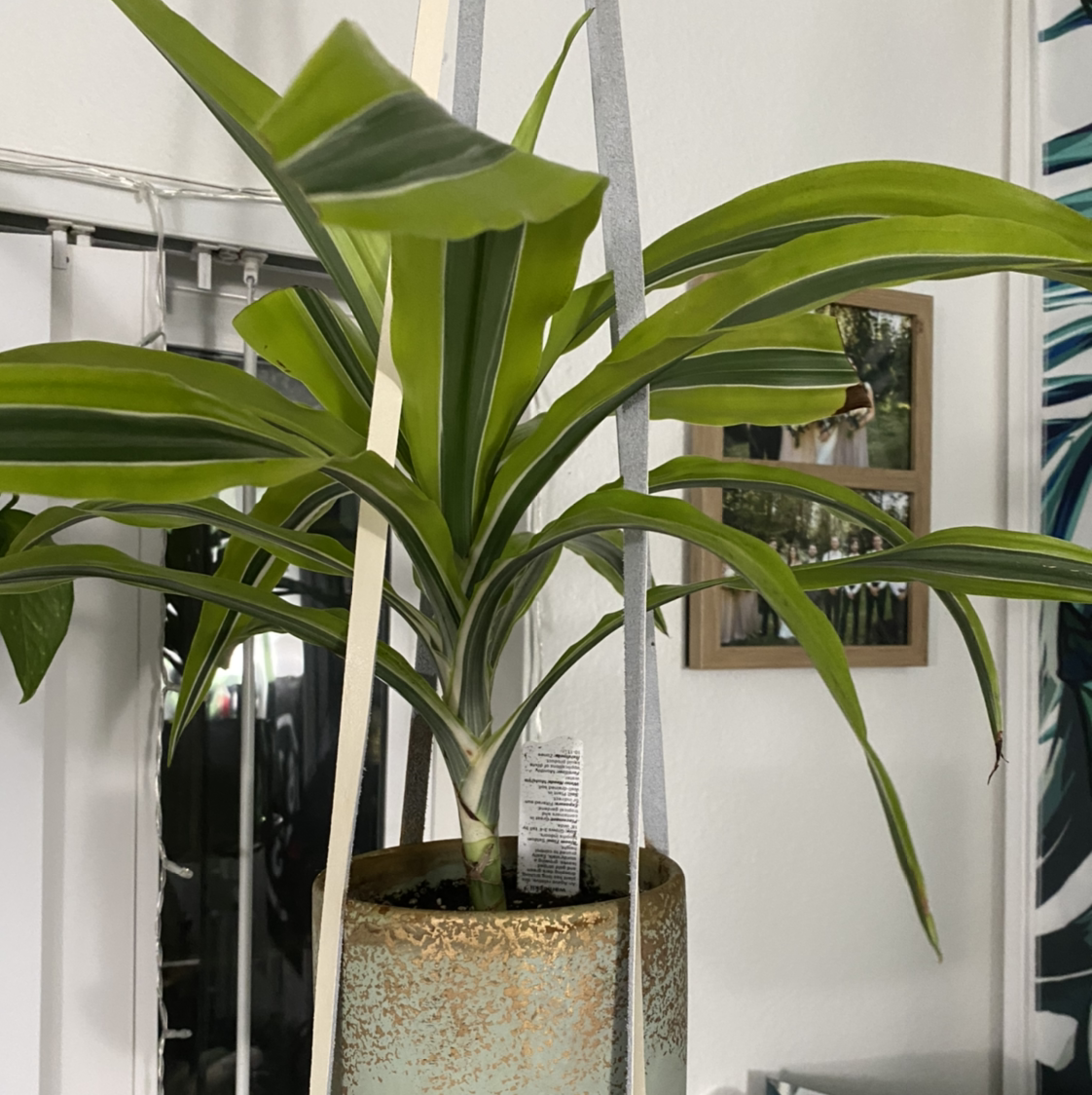 Dracaena 'Lemon Lime' plant in a hanging pot with vibrant green leaves.
