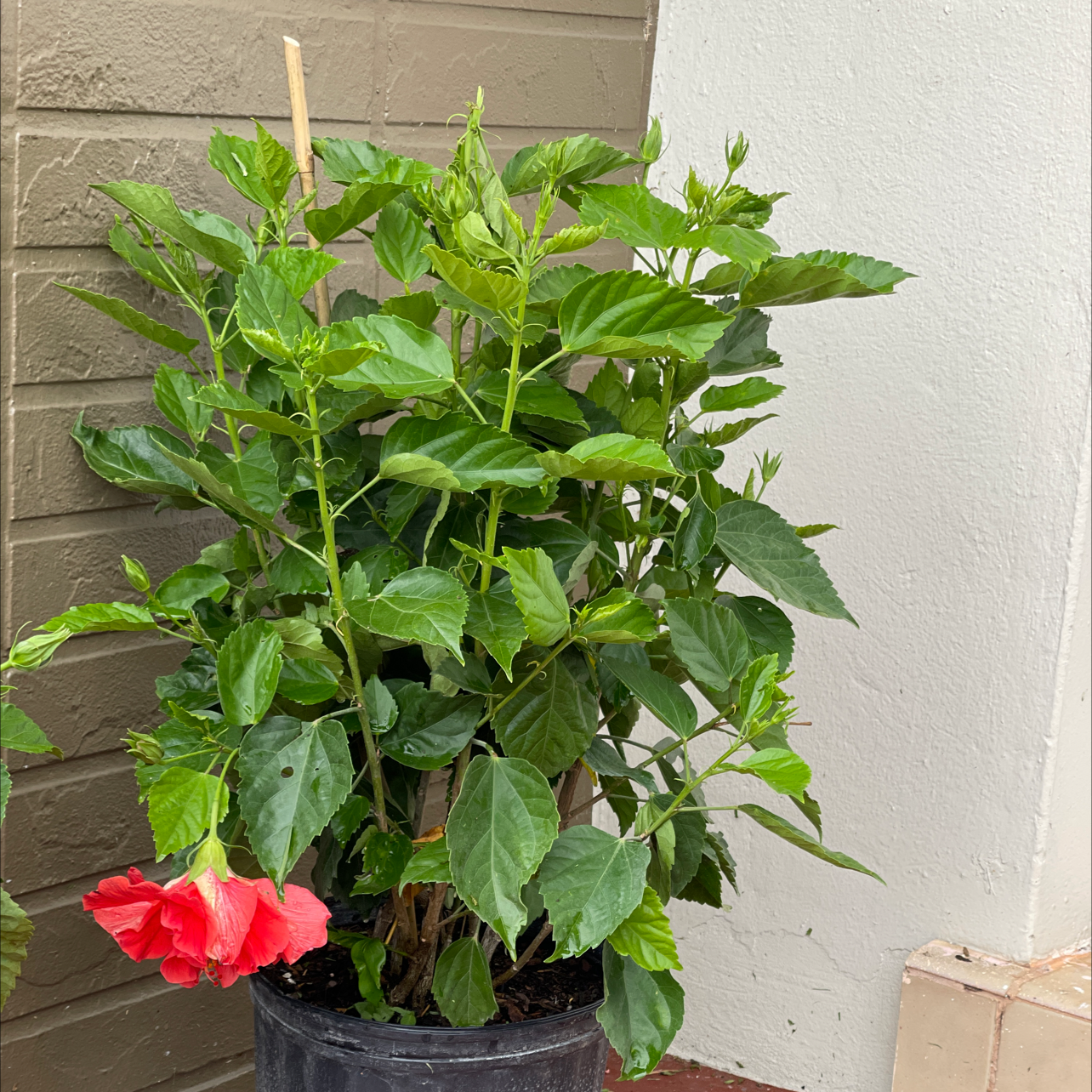Hibiscus Tree plant photo by @Onewithnature named Pepita on Greg, the plant care app.