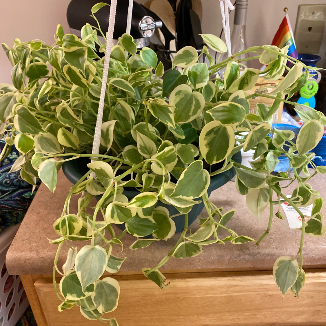 Healthy variegated vining peperomia plant with long trailing vines and glossy oval leaves in shades of green and cream.