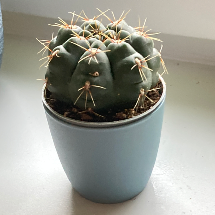 Photo of the plant species Thelocactus hexaedrophorus by @amyynkaa named kowalski on Greg, the plant care app