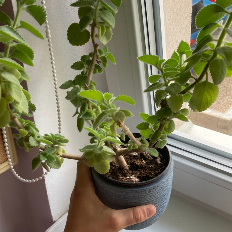 Photo of the plant species Plectranthus Amboinicus by @amyynkaa named Racapáš on Greg, the plant care app