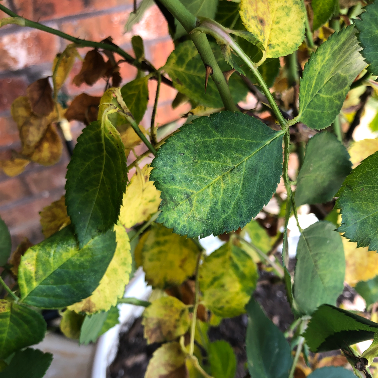 Dog Rose plant with yellowing and browning leaves, visible soil in pot.