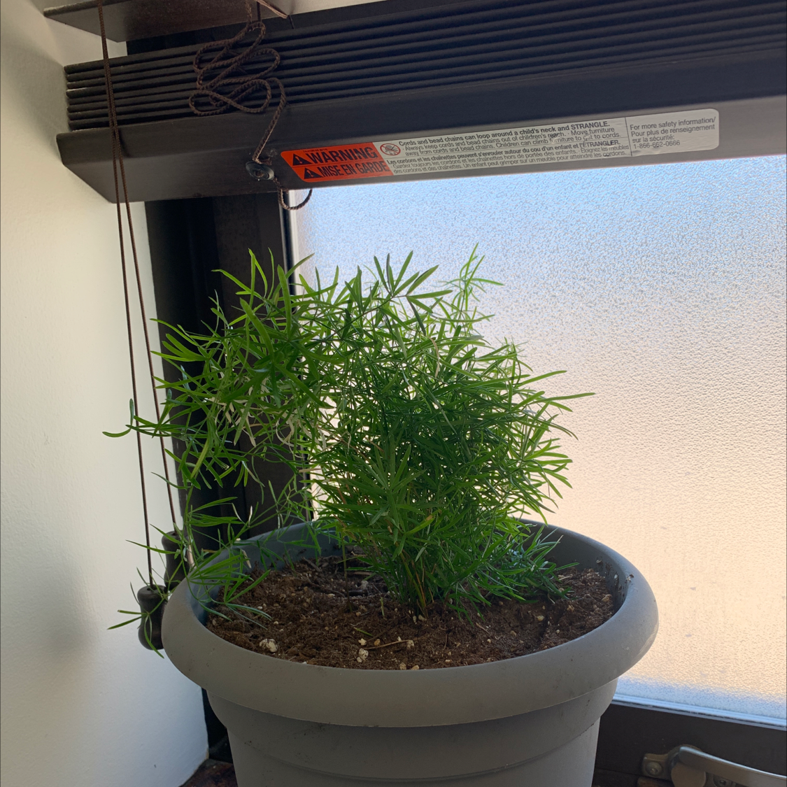 Potted Sprenger's Asparagus plant with healthy green foliage, visible soil, and well-centered.