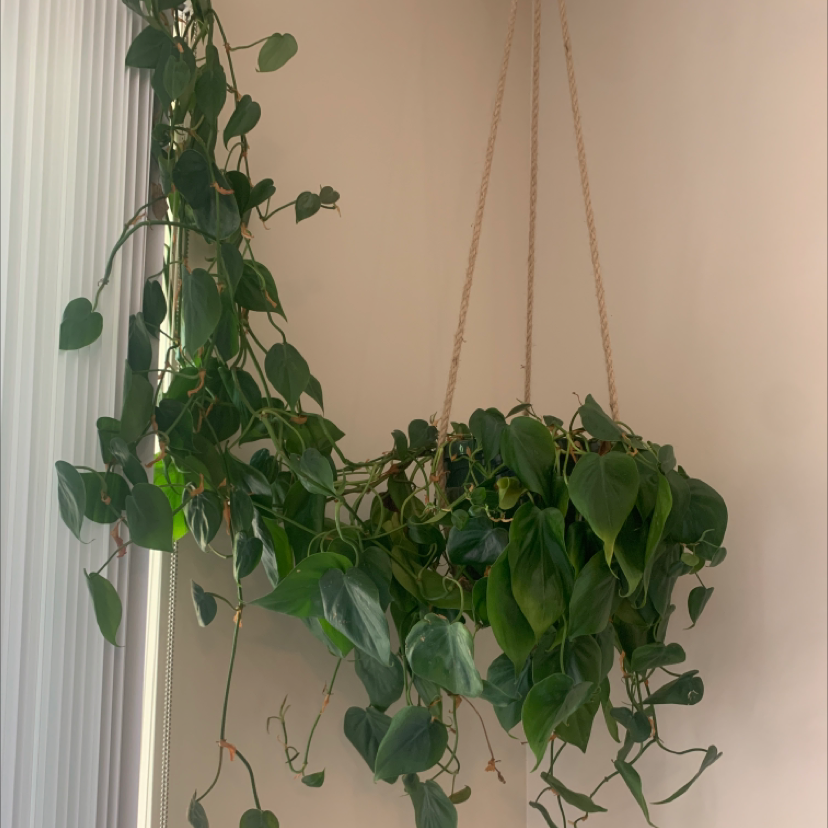 Philodendron Scandens plant photo by Cameron named Todd on Greg, the plant care app.