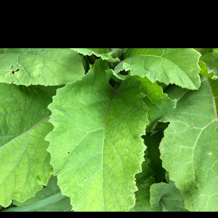 Image of Lesser Burdock leaves with minor discoloration and holes.