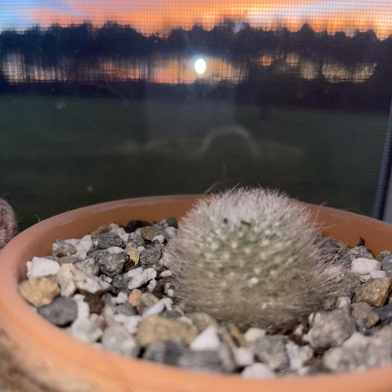 Small Orange Crown Cactus in a pot with rocky soil, sunset background.