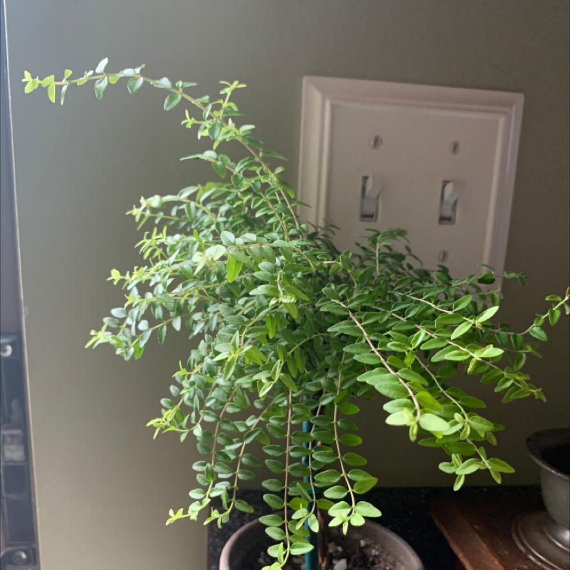 Healthy Common Myrtle plant with lush green leaves in a pot.