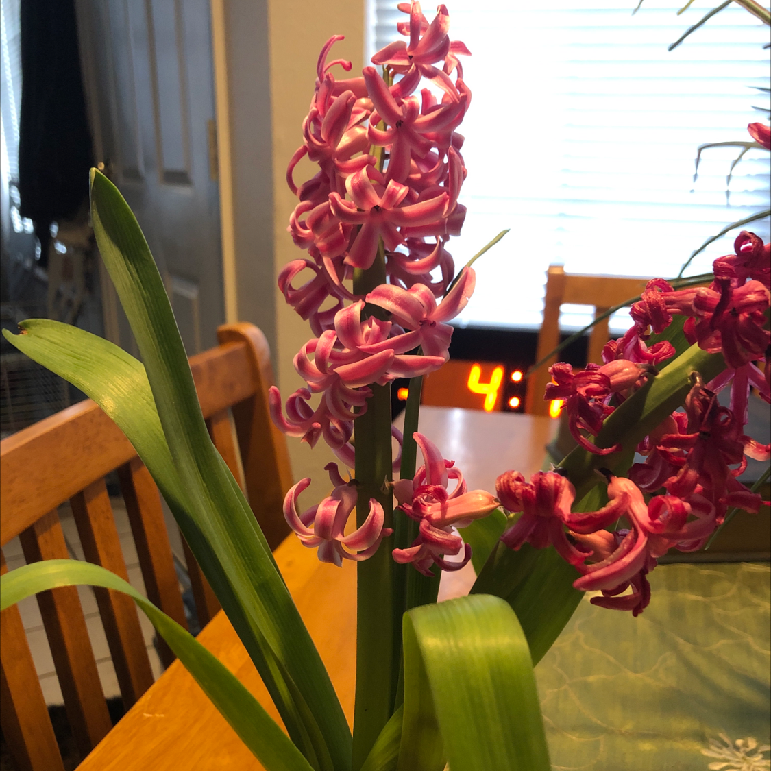 Garden Hyacinth with vibrant pink flowers on a table indoors.