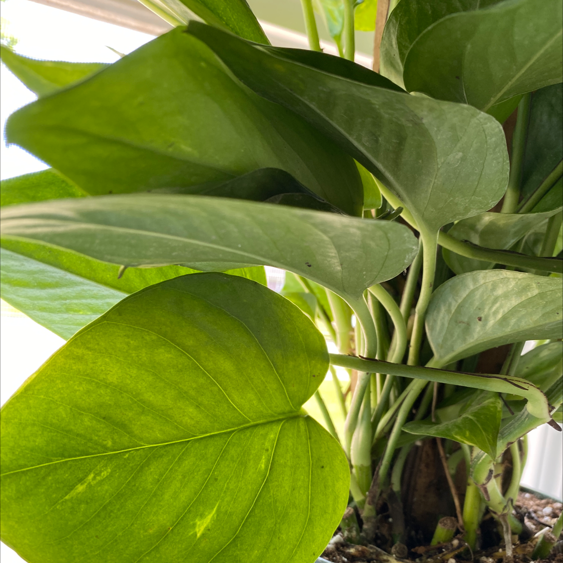 Taro Vine plant photo by @Proudmom48 named Ariana on Greg, the plant care app.