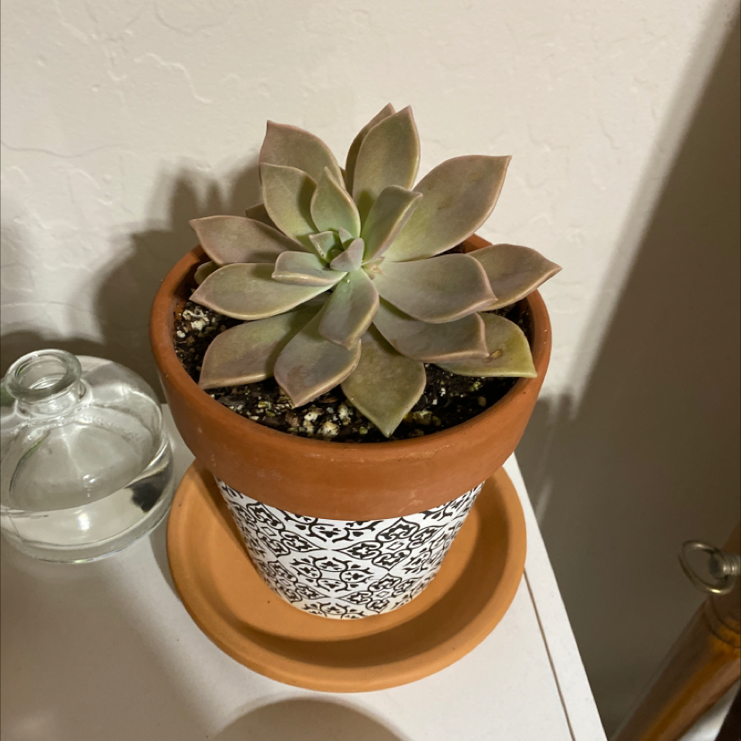 Photo of the plant species Ghost Plant by @Qbanboy named Ghost on Greg, the plant care app