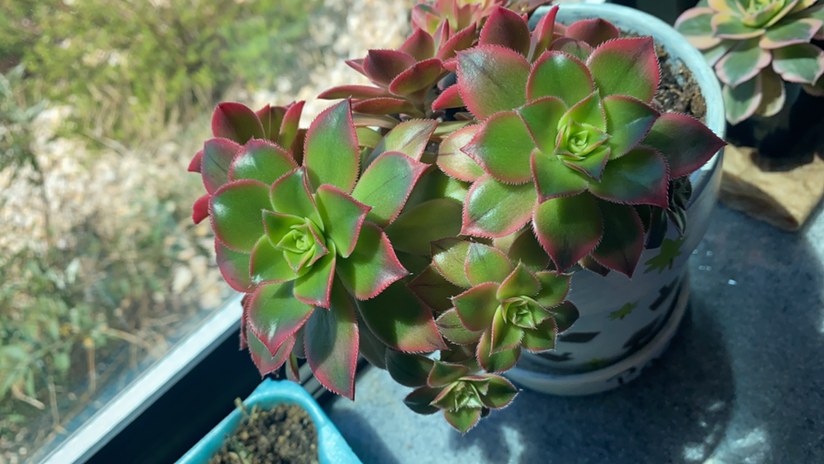 Haworth's Aeonium plant photo by @Scarbuilt named Aeonium Kiwi on Greg, the plant care app.