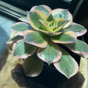 Aeonium Arboreum plant photo by @Scarbuilt named Lil buddy on Greg, the plant care app.