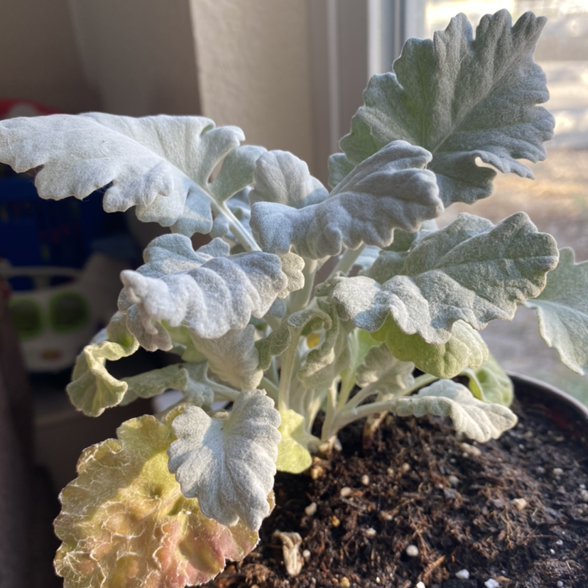 Silver Ragwort plant with silvery leaves, some yellowing and browning, potted with visible soil.
