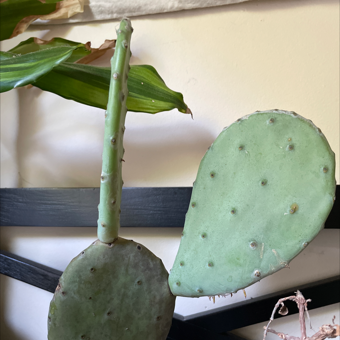 Photo of the plant species Barbary Fig by Sierra named Fred on Greg, the plant care app
