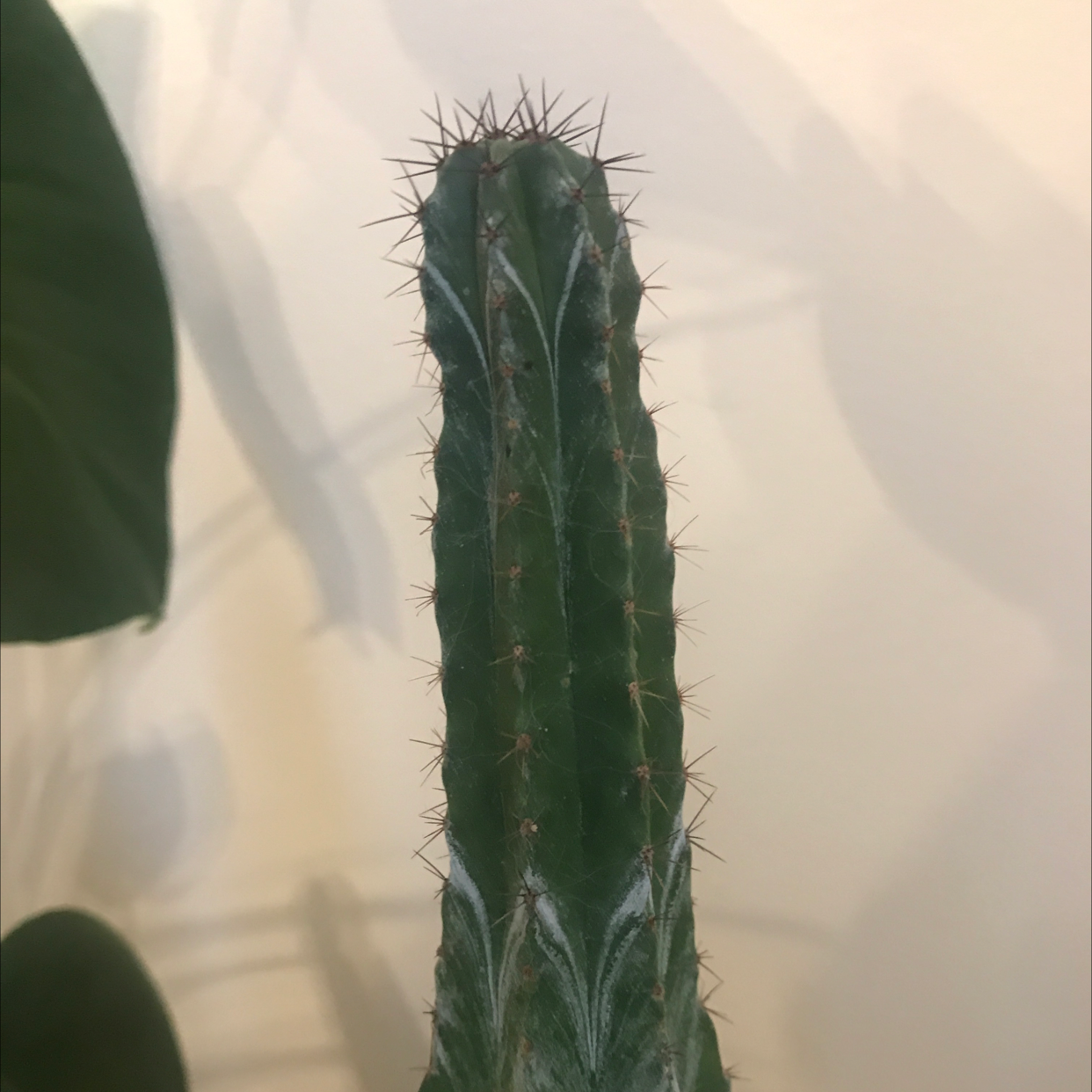 Blue Columnar Cactus with healthy green color and prominent spines.