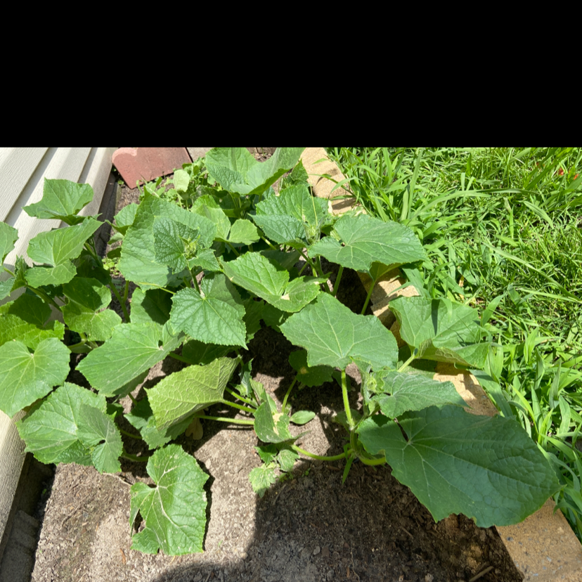 Photo of the plant species Cucumber by Skylar named Q-cumba on Greg, the plant care app