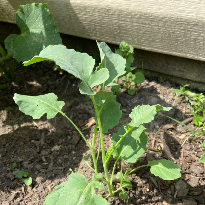 Photo of the plant species Wild Carrot by Skylar named Carrot Top on Greg, the plant care app