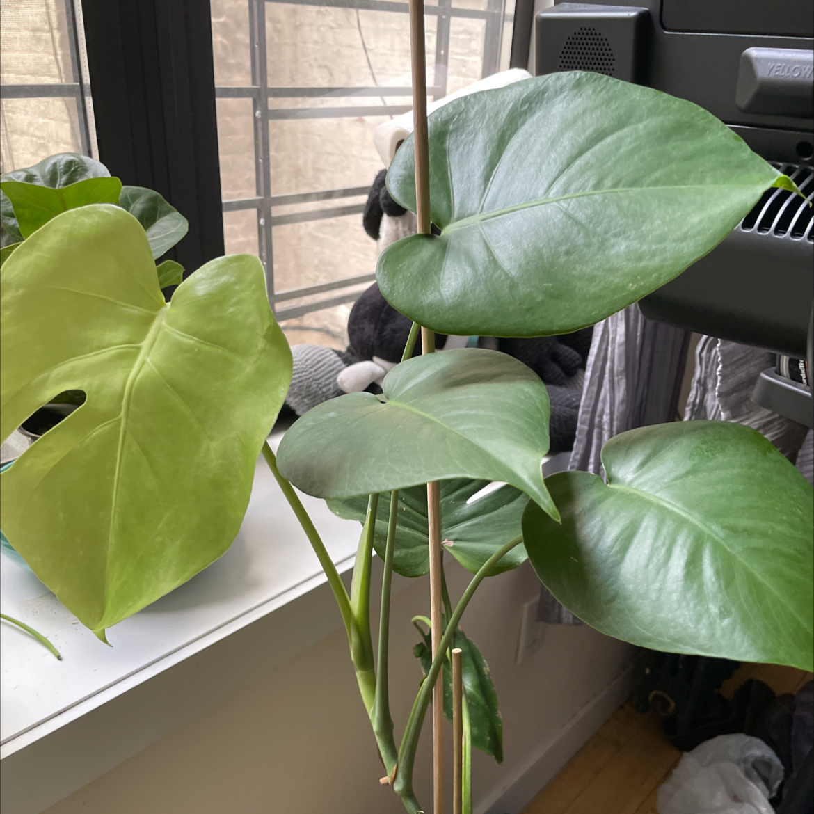 Monstera plant photo by @Ariel_plant_mom named Monster on Greg, the plant care app.