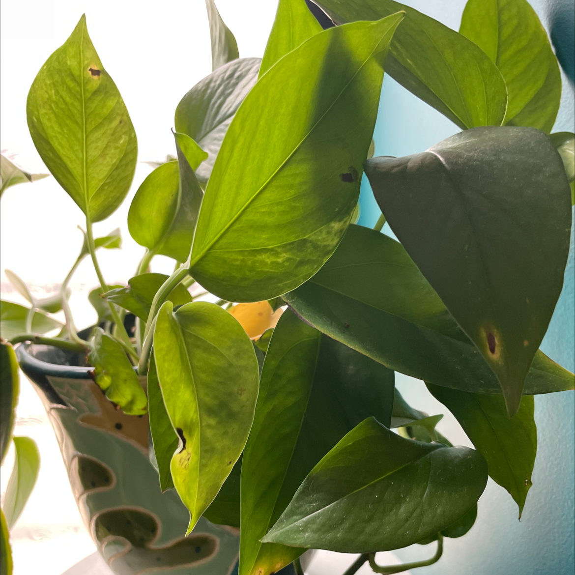 Taro Vine plant photo by @Ariel_plant_mom named Foxxy on Greg, the plant care app.