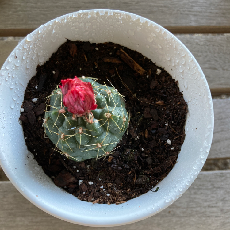 Texas Barrel Cactus in a white pot with moist soil and a red flower.